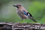 Eurasian Jay (Garrulus glandarius)