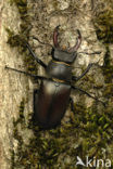 Vliegend hert (Lucanus cervus)