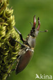 Vliegend hert (Lucanus cervus)