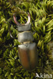 Vliegend hert (Lucanus cervus)