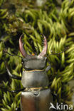 Vliegend hert (Lucanus cervus)