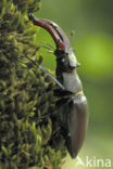 Vliegend hert (Lucanus cervus)