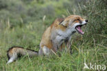 Fox (Vulpes vulpes)