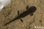 Vuursalamander (Salamandra salamandra) 