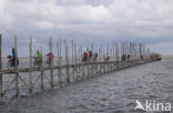 Waddensea