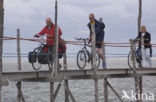 Waddensea