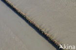 Waddenzee
