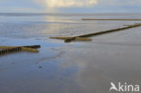 Waddenzee