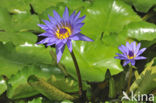 Water lily Nymphaea Director G.T Moore (Nymphaea director G.T Moore)