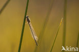 Common Blue Damselfly (Enallagma cyathigerum)