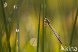 Common Blue Damselfly (Enallagma cyathigerum)