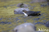 White-throated Dipper (Cinclus cinclus)