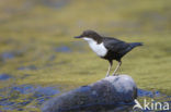 White-throated Dipper (Cinclus cinclus)