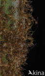 Green ants (Oecophylla sp.)