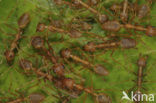 Green ants (Oecophylla sp.)