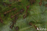 Weefmieren (Oecophylla sp.)