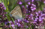 Blue-spot Hairstreak (Satyrium spini)