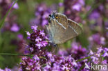 Wegedoornpage (Satyrium spini)