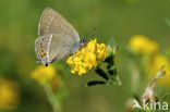 Wegedoornpage (Satyrium spini)