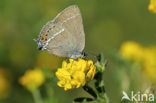 Blue-spot Hairstreak (Satyrium spini)