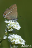 Wegedoornpage (Satyrium spini)
