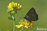 Blue-spot Hairstreak (Satyrium spini)