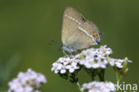 Blue-spot Hairstreak (Satyrium spini)