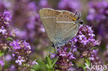 Blue-spot Hairstreak (Satyrium spini)