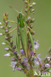 Wekkertje (Omocestus viridulus)