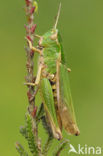 Wekkertje (Omocestus viridulus)