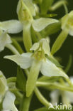 Welriekende nachtorchis (Platanthera bifolia) 