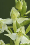 Welriekende nachtorchis (Platanthera bifolia) 