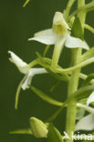 Welriekende nachtorchis (Platanthera bifolia) 