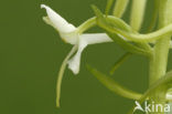 Welriekende nachtorchis (Platanthera bifolia) 