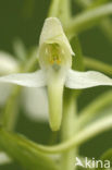 Welriekende nachtorchis (Platanthera bifolia) 