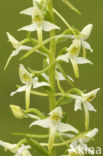 Welriekende nachtorchis (Platanthera bifolia) 