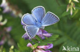 Wikkeblauwtje (Polyommatus amandus)