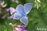 Wikkeblauwtje (Polyommatus amandus)