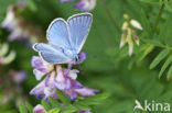 Wikkeblauwtje (Polyommatus amandus)