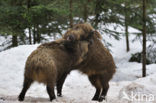 Wild Boar (Sus scrofa)