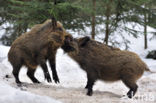 Wild Boar (Sus scrofa)