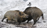 Wild Boar (Sus scrofa)