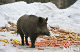 Wild Boar (Sus scrofa)