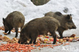 Wild Boar (Sus scrofa)