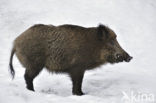 Wild Boar (Sus scrofa)