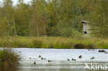Mallard