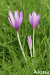 Meadow Saffron (Colchicum autumnale)