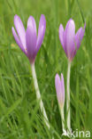 Meadow Saffron (Colchicum autumnale)