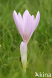 Wilde herfsttijloos (Colchicum autumnale) 