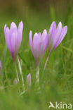 Wilde herfsttijloos (Colchicum autumnale) 